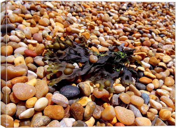 Bladderack Seaweed on Chesil Beach Canvas Print by Teresa Moore