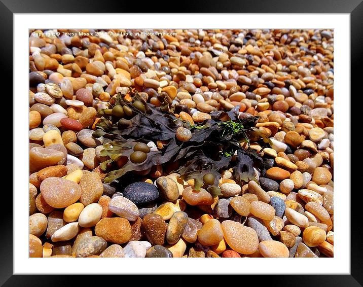 Bladderack Seaweed on Chesil Beach Framed Mounted Print by Teresa Moore
