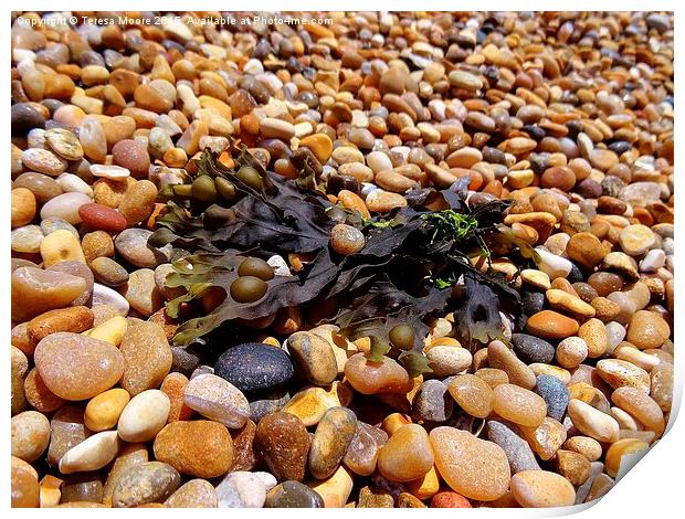 Bladderack Seaweed on Chesil Beach Print by Teresa Moore