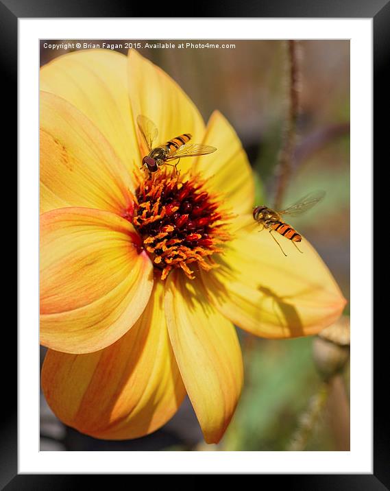  Yellow dahlia Framed Mounted Print by Brian Fagan