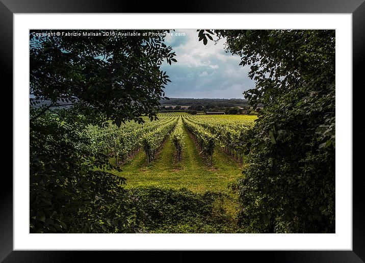 A Natural Window into a British Vineyards  Framed Mounted Print by Fabrizio Malisan