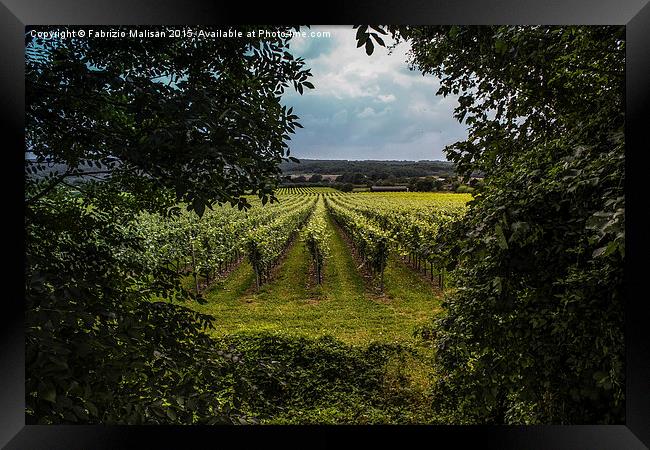 A Natural Window into a British Vineyards  Framed Print by Fabrizio Malisan