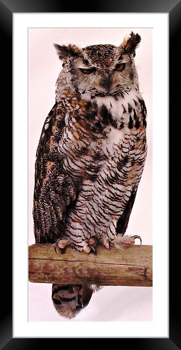 Owl Framed Mounted Print by Chris Day