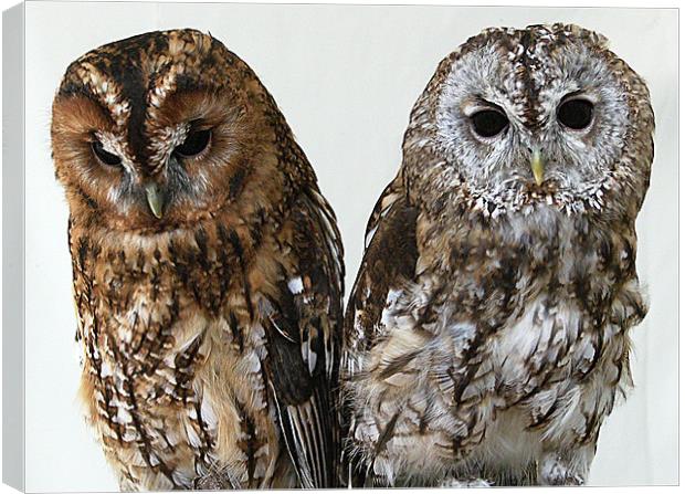 Two Owls Canvas Print by Chris Day