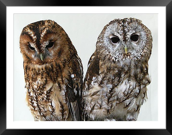 Two Owls Framed Mounted Print by Chris Day