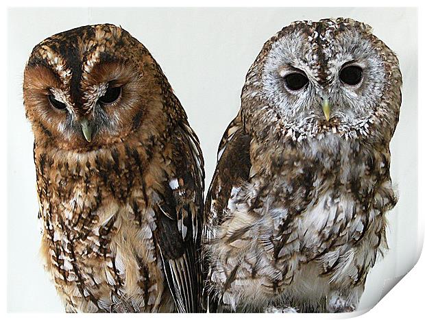 Two Owls Print by Chris Day