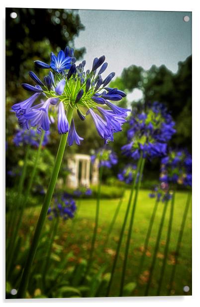  Agapanthus in the Garden Acrylic by Belinda Greb