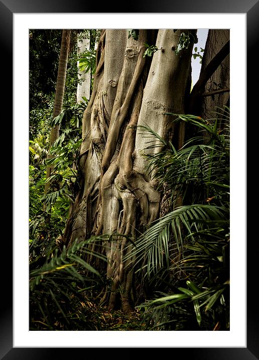  Tree Trunk and Ferns Framed Mounted Print by Belinda Greb