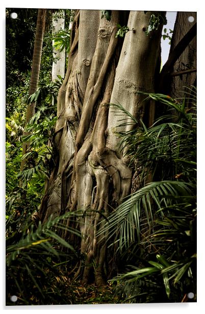  Tree Trunk and Ferns Acrylic by Belinda Greb