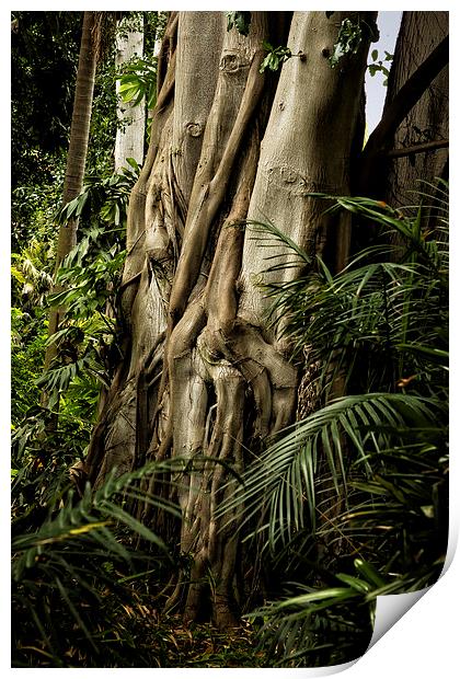  Tree Trunk and Ferns Print by Belinda Greb