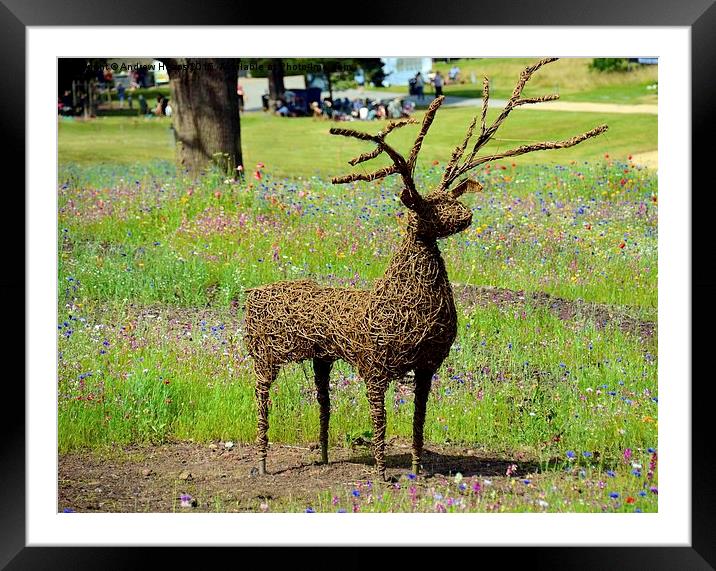 Majestic Cane Deer in Trentham Meadows Framed Mounted Print by Andrew Heaps