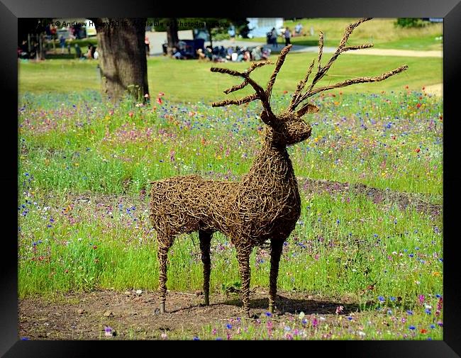 Majestic Cane Deer in Trentham Meadows Framed Print by Andrew Heaps