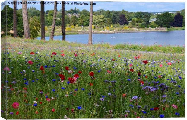 Flower meadow at Trentham Gardens Canvas Print by Andrew Heaps