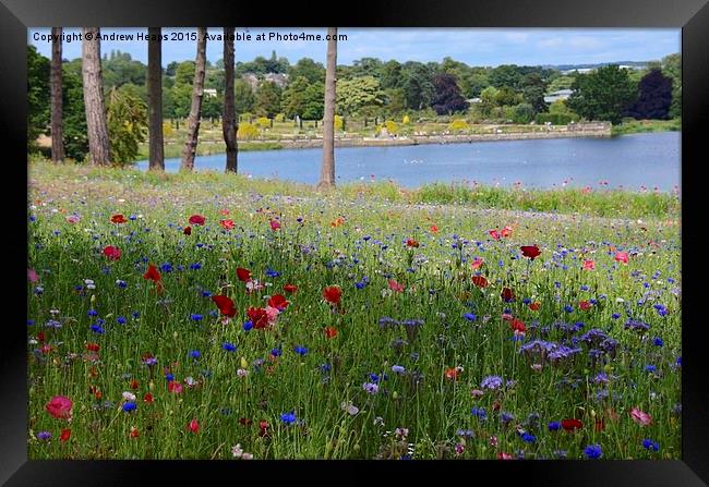 Flower meadow at Trentham Gardens Framed Print by Andrew Heaps