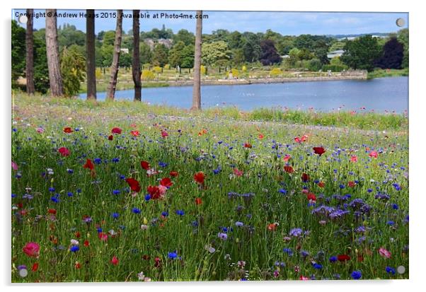 Flower meadow at Trentham Gardens Acrylic by Andrew Heaps