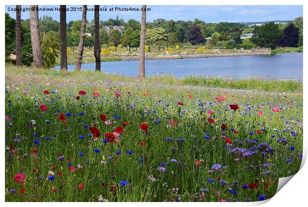Flower meadow at Trentham Gardens Print by Andrew Heaps