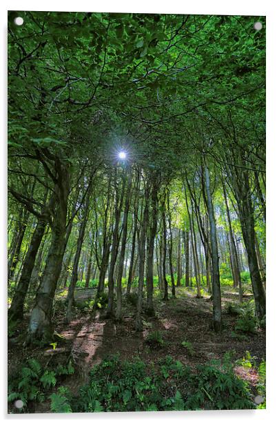  Langdon Woods in Dorset.  Acrylic by Mark Godden