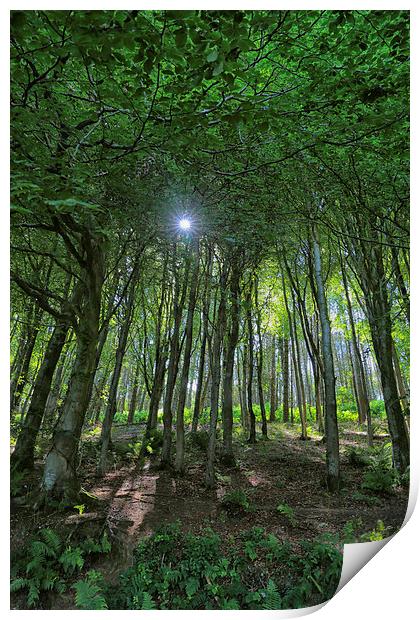  Langdon Woods in Dorset.  Print by Mark Godden
