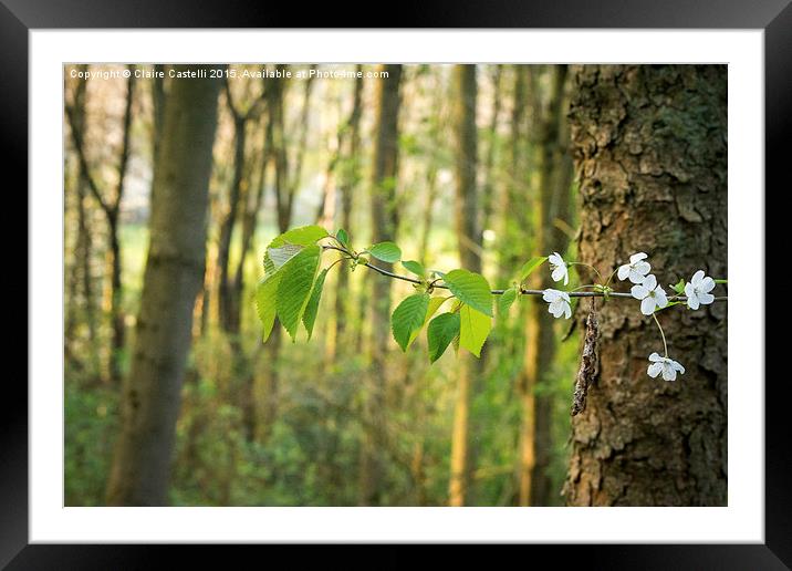 Blossom in the woods Framed Mounted Print by Claire Castelli