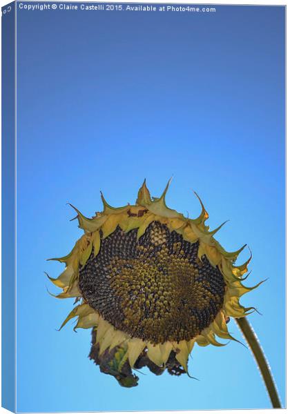  Sunflower Canvas Print by Claire Castelli