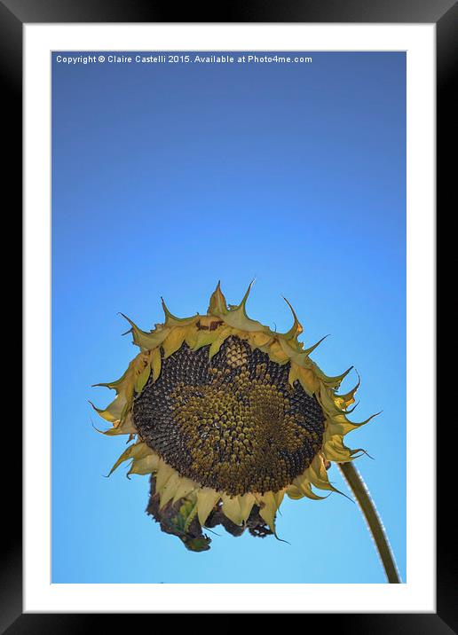  Sunflower Framed Mounted Print by Claire Castelli