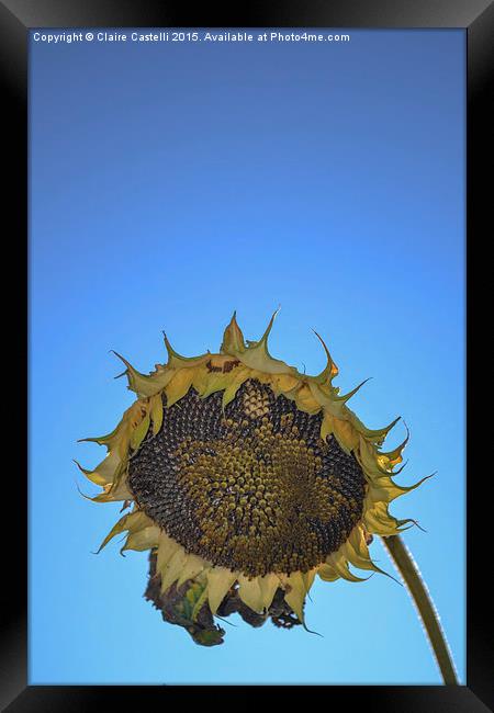  Sunflower Framed Print by Claire Castelli