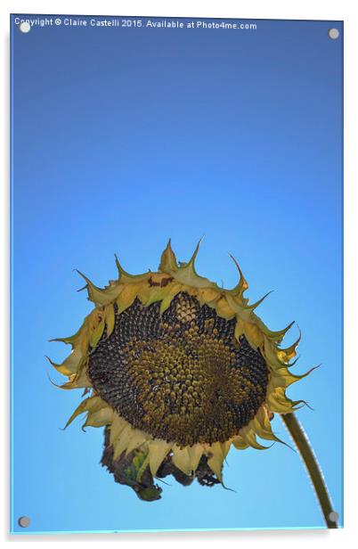  Sunflower Acrylic by Claire Castelli