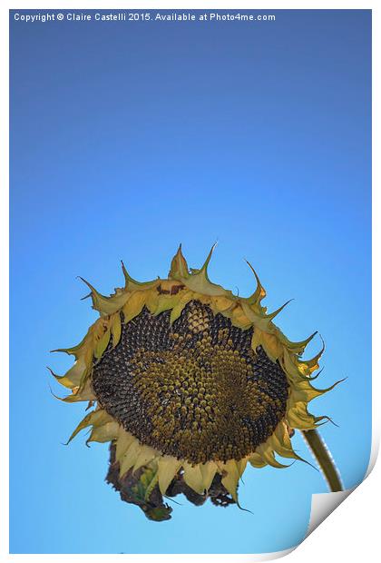  Sunflower Print by Claire Castelli