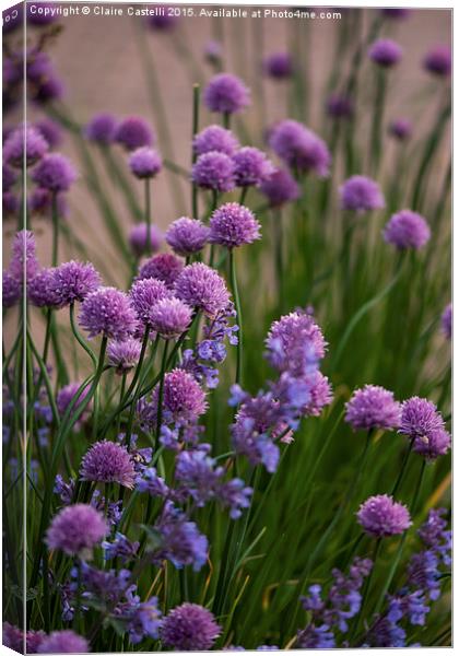 Chives in bloom Canvas Print by Claire Castelli