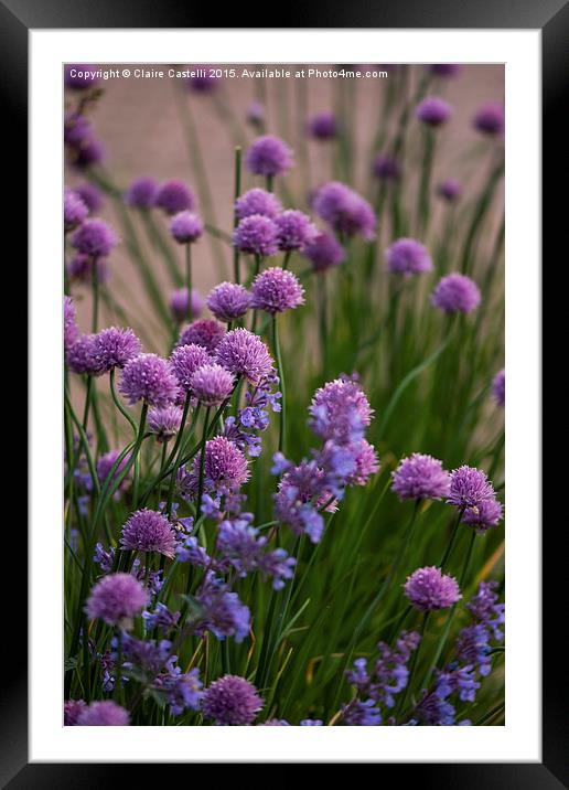 Chives in bloom Framed Mounted Print by Claire Castelli