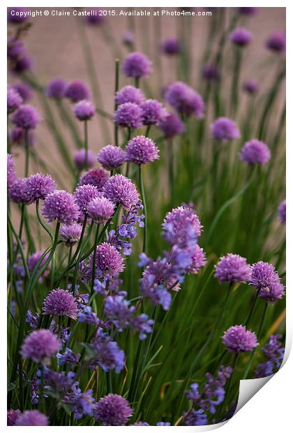 Chives in bloom Print by Claire Castelli