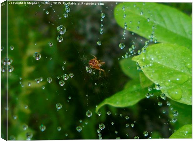Spider and Water Droplets Canvas Print by Stephen Cocking