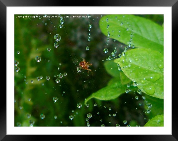 Spider and Water Droplets Framed Mounted Print by Stephen Cocking