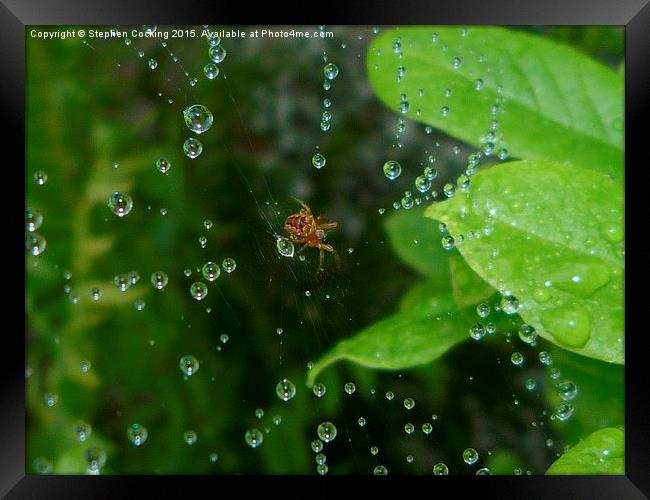 Spider and Water Droplets Framed Print by Stephen Cocking