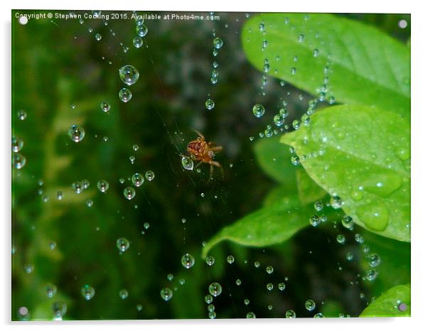 Spider and Water Droplets Acrylic by Stephen Cocking