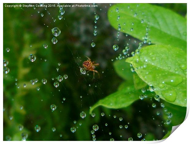 Spider and Water Droplets Print by Stephen Cocking