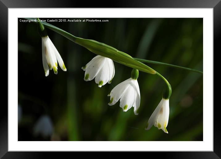 Snowdrops Framed Mounted Print by Claire Castelli