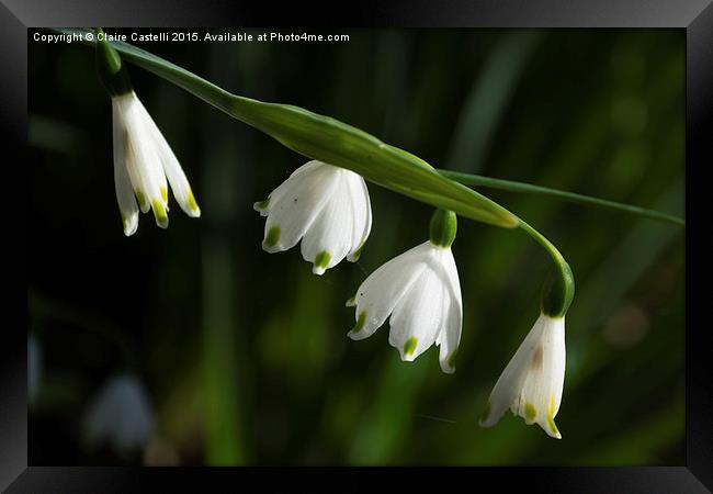 Snowdrops Framed Print by Claire Castelli