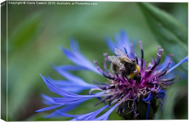  Bee on cornflower Canvas Print by Claire Castelli