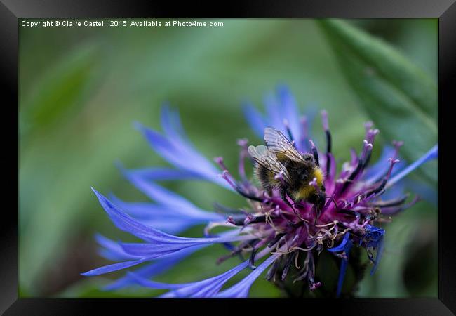  Bee on cornflower Framed Print by Claire Castelli