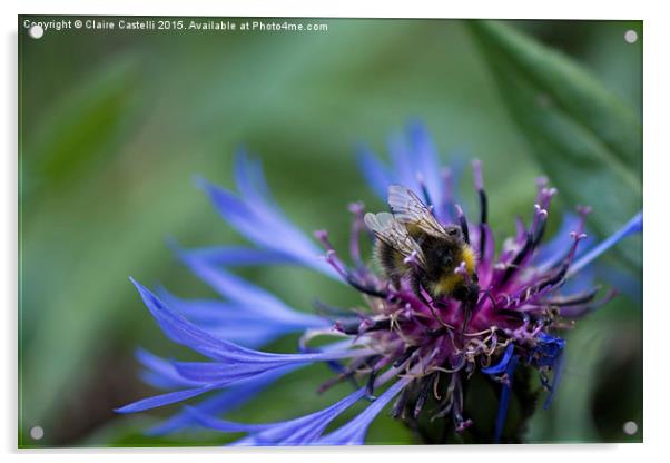 Bee on cornflower Acrylic by Claire Castelli