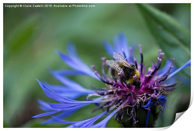  Bee on cornflower Print by Claire Castelli