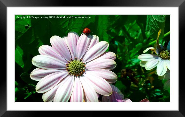  over the edge Framed Mounted Print by Tanya Lowery