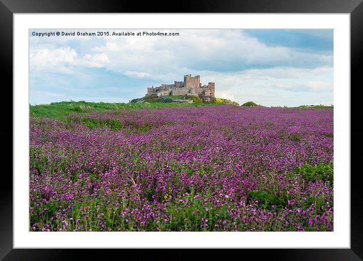 Bamburgh Castle with a field of wild flowers Framed Mounted Print by David Graham