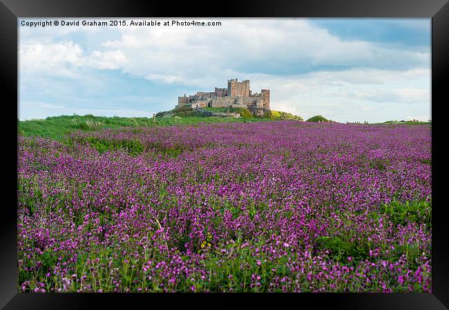 Bamburgh Castle with a field of wild flowers Framed Print by David Graham