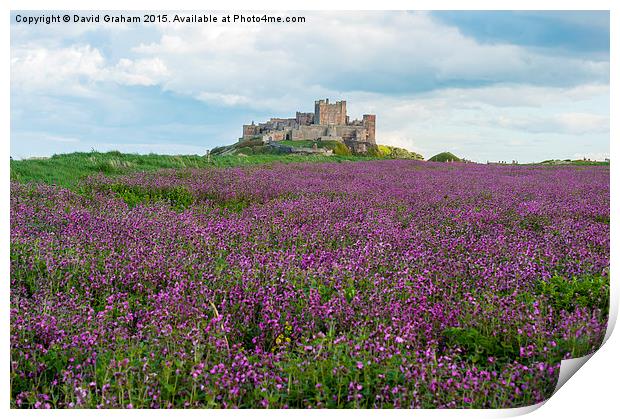 Bamburgh Castle with a field of wild flowers Print by David Graham