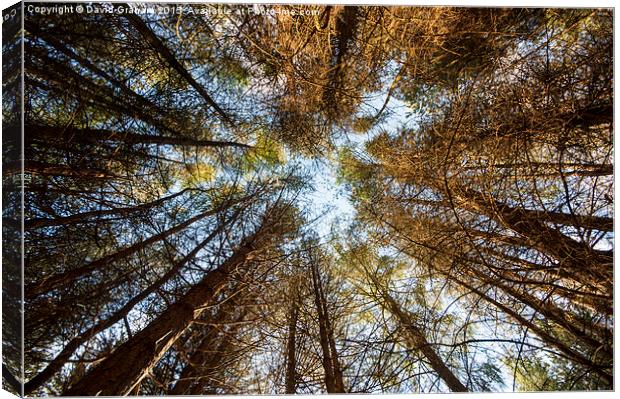 Forest Skyline - Looking up at trees in a forest Canvas Print by David Graham