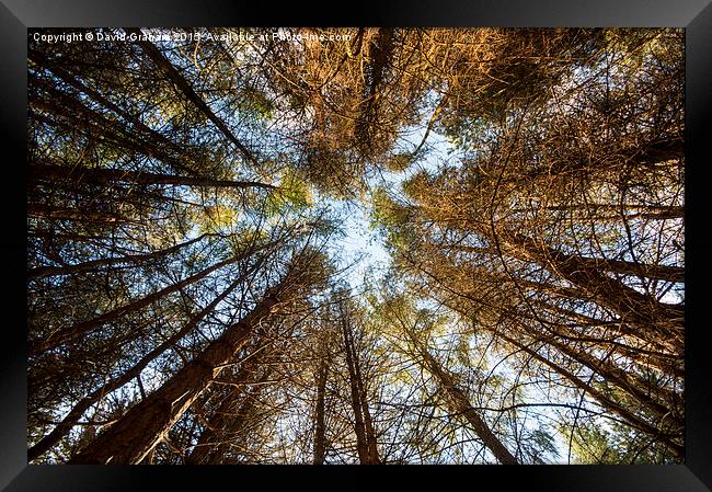 Forest Skyline - Looking up at trees in a forest Framed Print by David Graham
