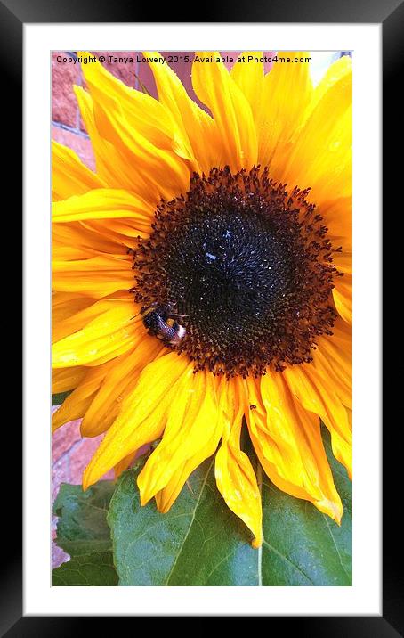  bumble bee on a sunflower Framed Mounted Print by Tanya Lowery