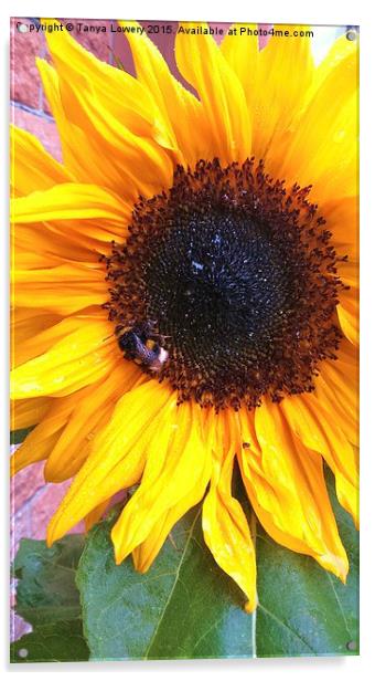  bumble bee on a sunflower Acrylic by Tanya Lowery
